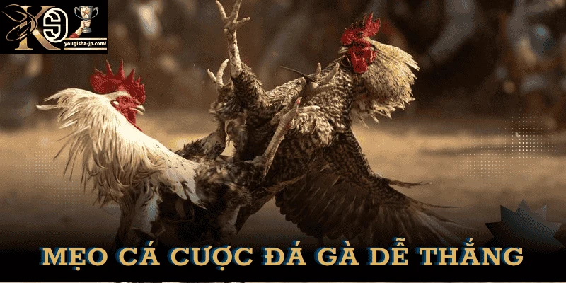 meo-ca-cuoc-da-ga-k9win