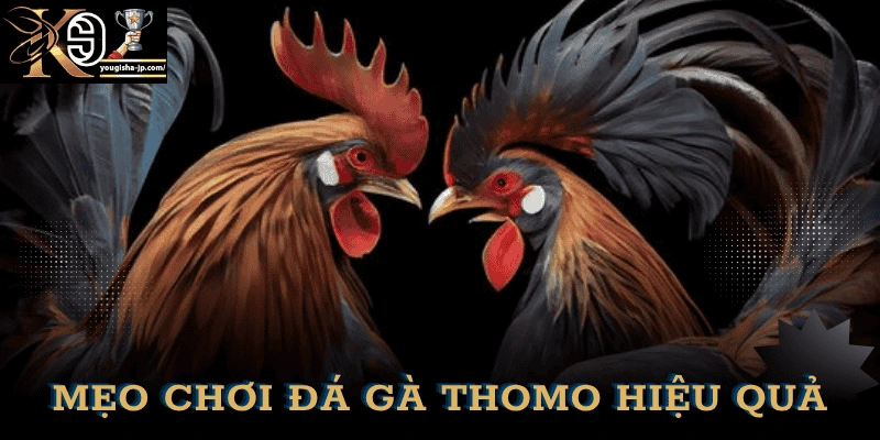meo-choi-da-ga-thomo-k9win