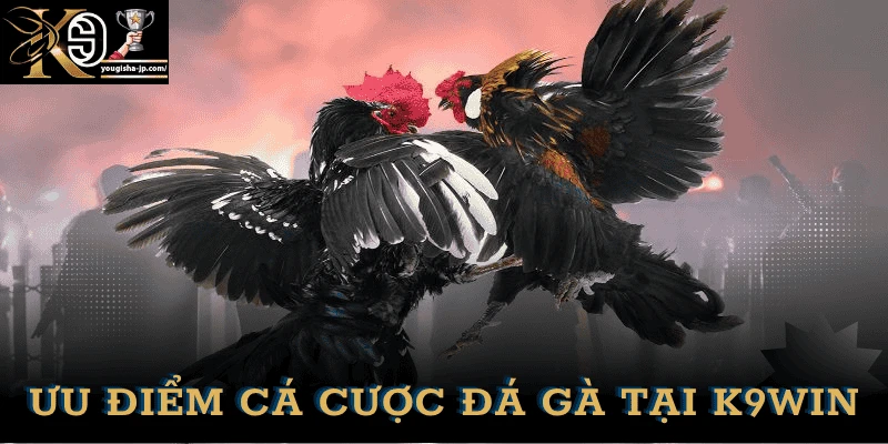 uu-diem-ca-cuoc-da-ga-k9win